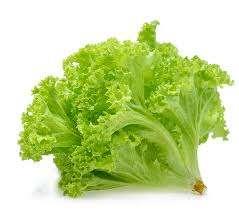 青生菜 Green coral 500G