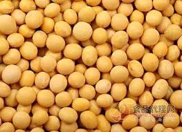 黄豆 200g soy bean