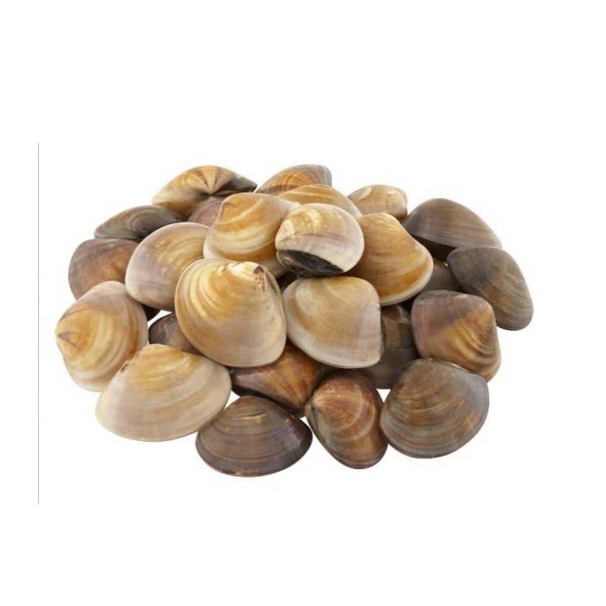 沙白 Frozen White Clam