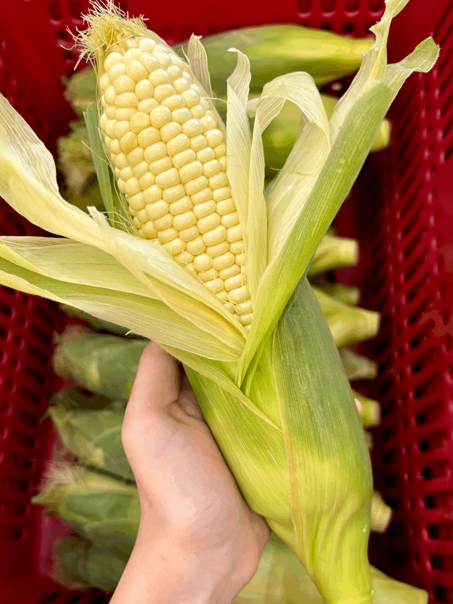 金马伦 A 白玉米（5条-10条）