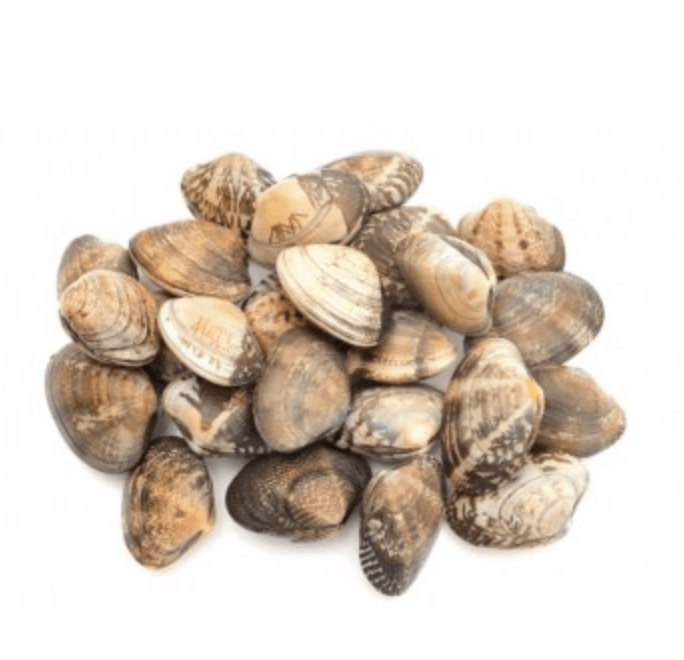 日本花蛤Japanese Asari Clam