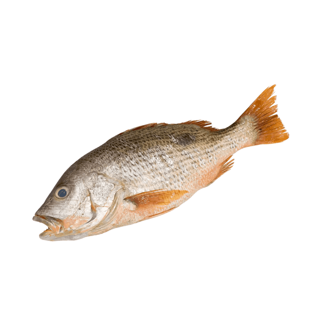 红皂鱼 1kg RM56