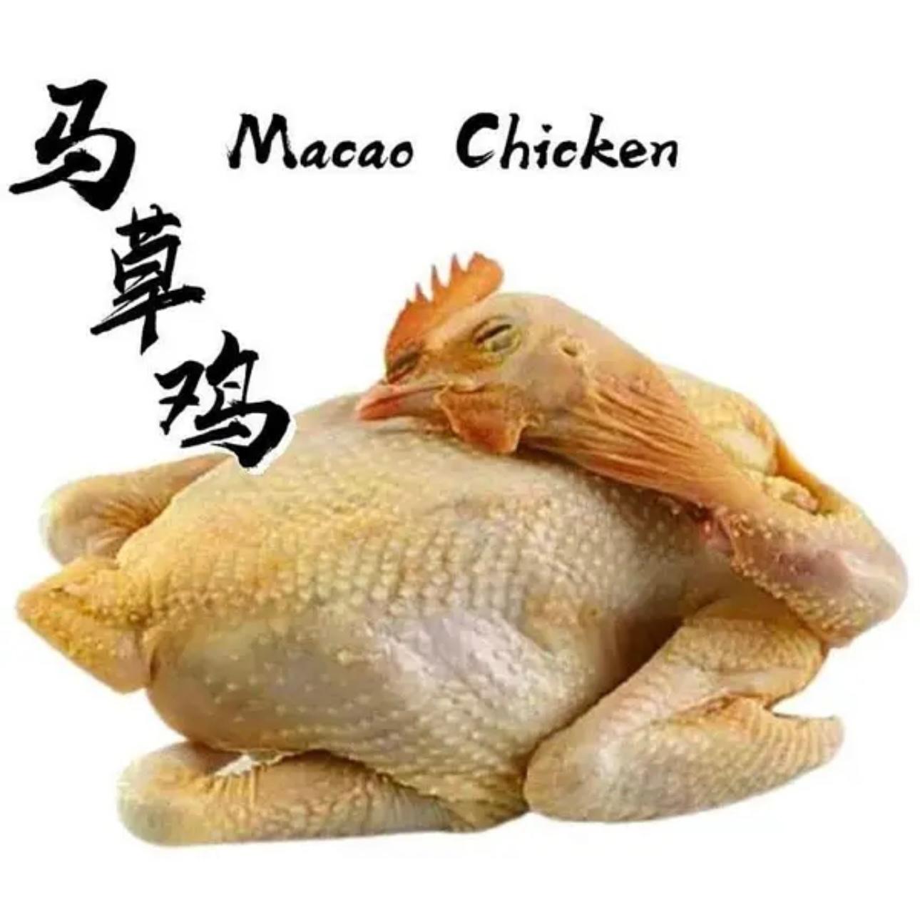马草鸡