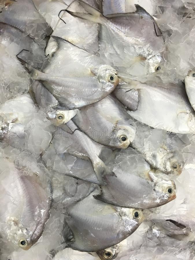 040. Baby Pomfret 小白鯧- (500g)