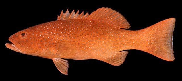 074. Wild Caught Sabah Leopard Coral Grouper 沙巴野生七星斑 - (420g)