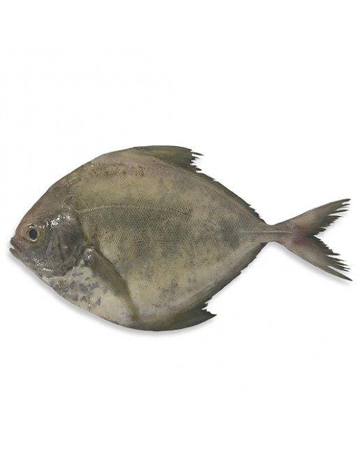 045. Wild Caught Sabah Black Pomfret 沙巴野生黑鲳鱼 - (386g)