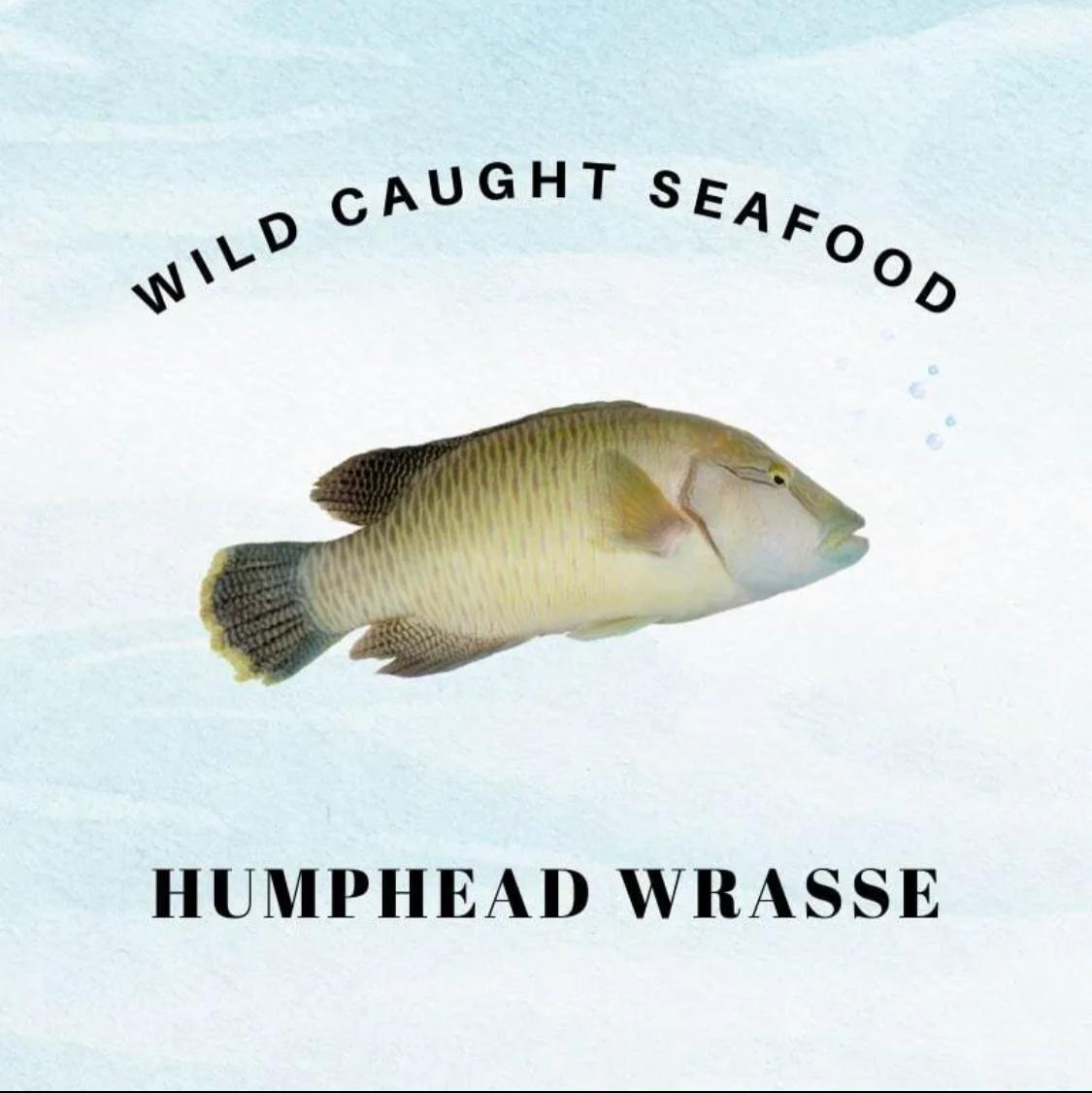 077. Sabah Humphead Wrasses 沙巴苏眉鱼 - (688g)