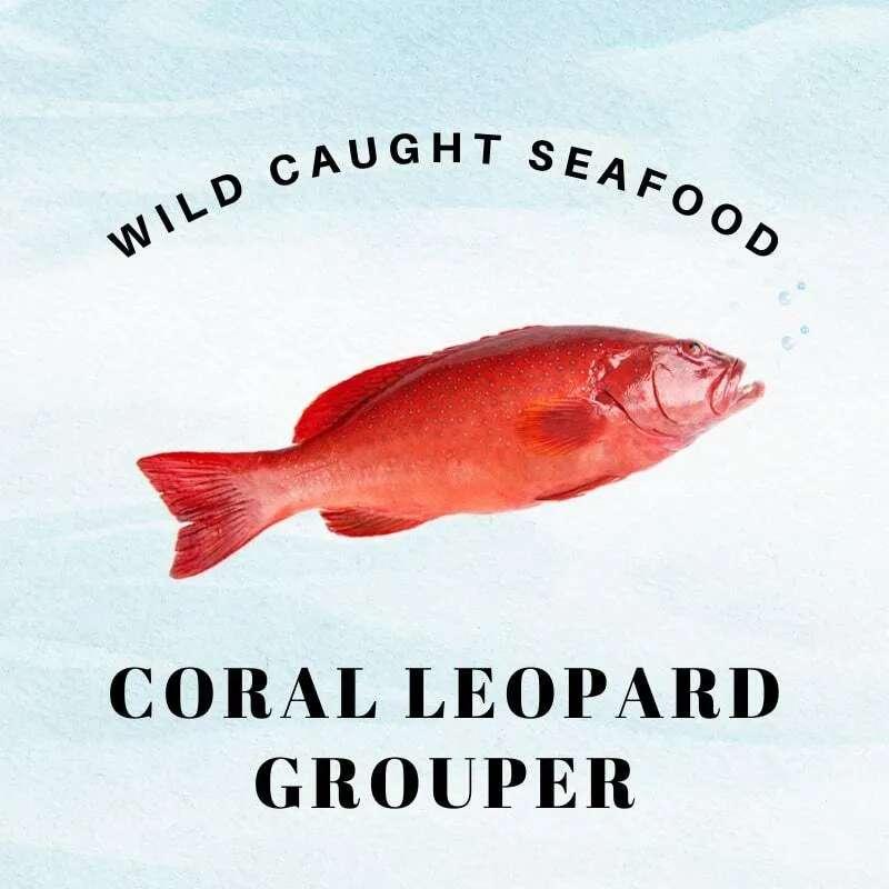 074. Wild Caught Sabah Leopard Coral Grouper 沙巴野生七星斑 - (470g)