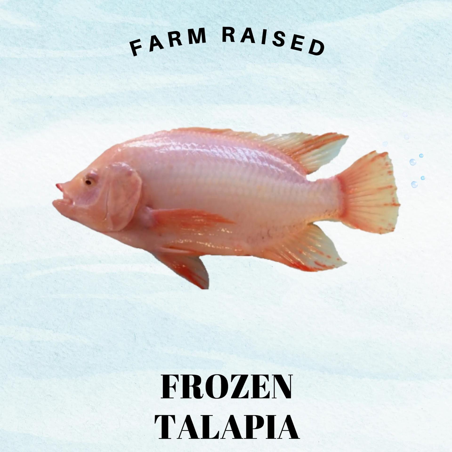 066. Talapia 金凤鱼 (890g)