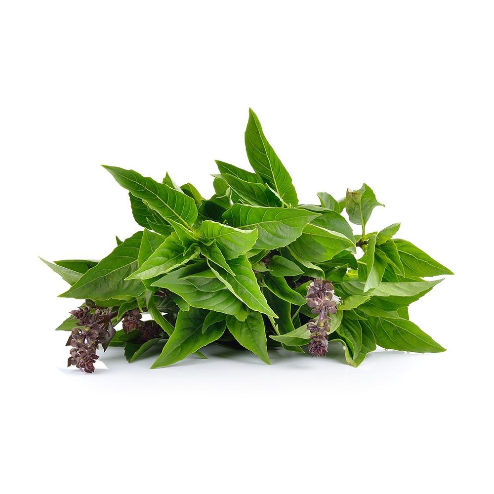 九层塔 | DAUN SELASIH