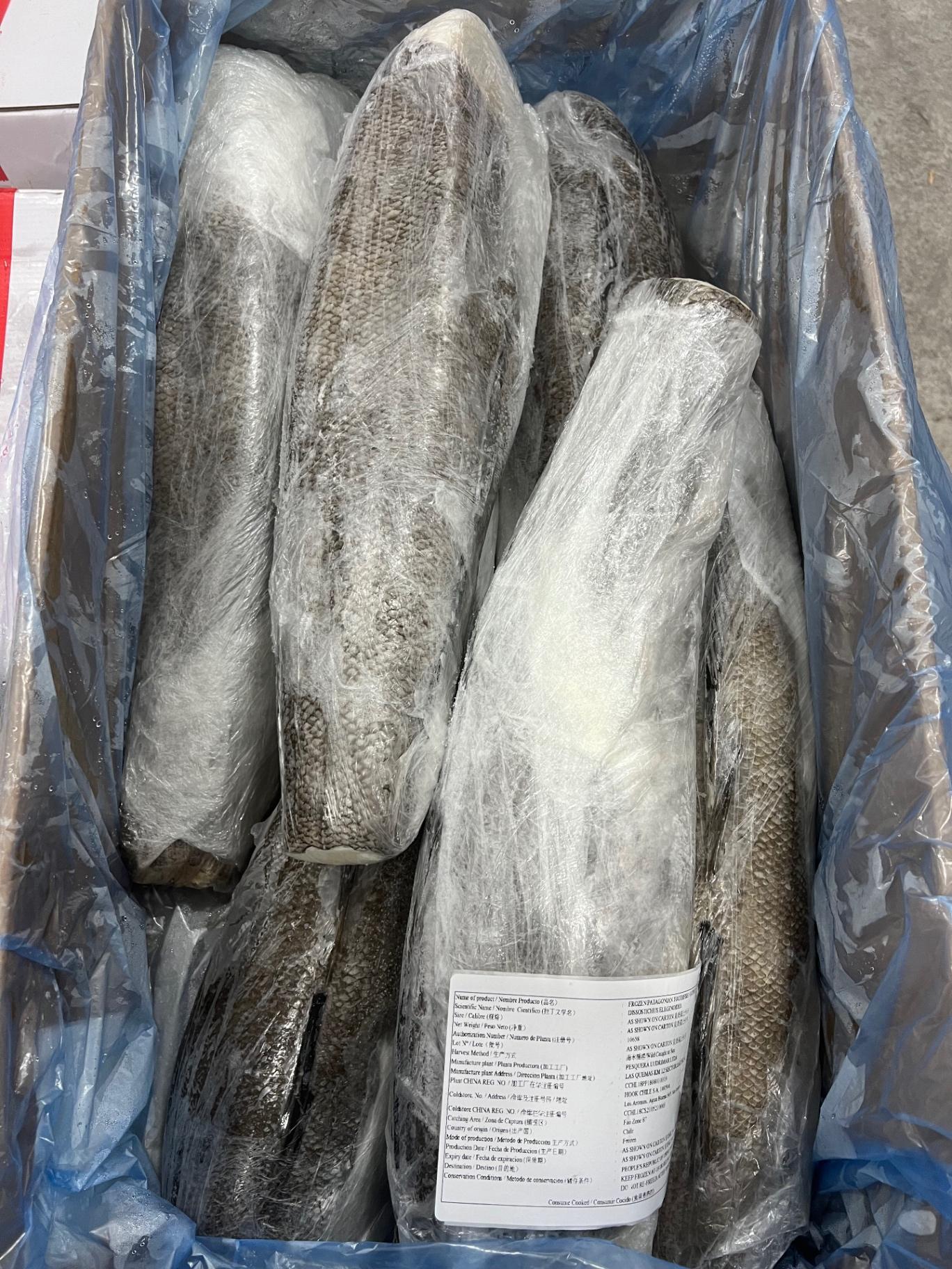 Chilean COD Fish Whole 智利鳕鱼整条