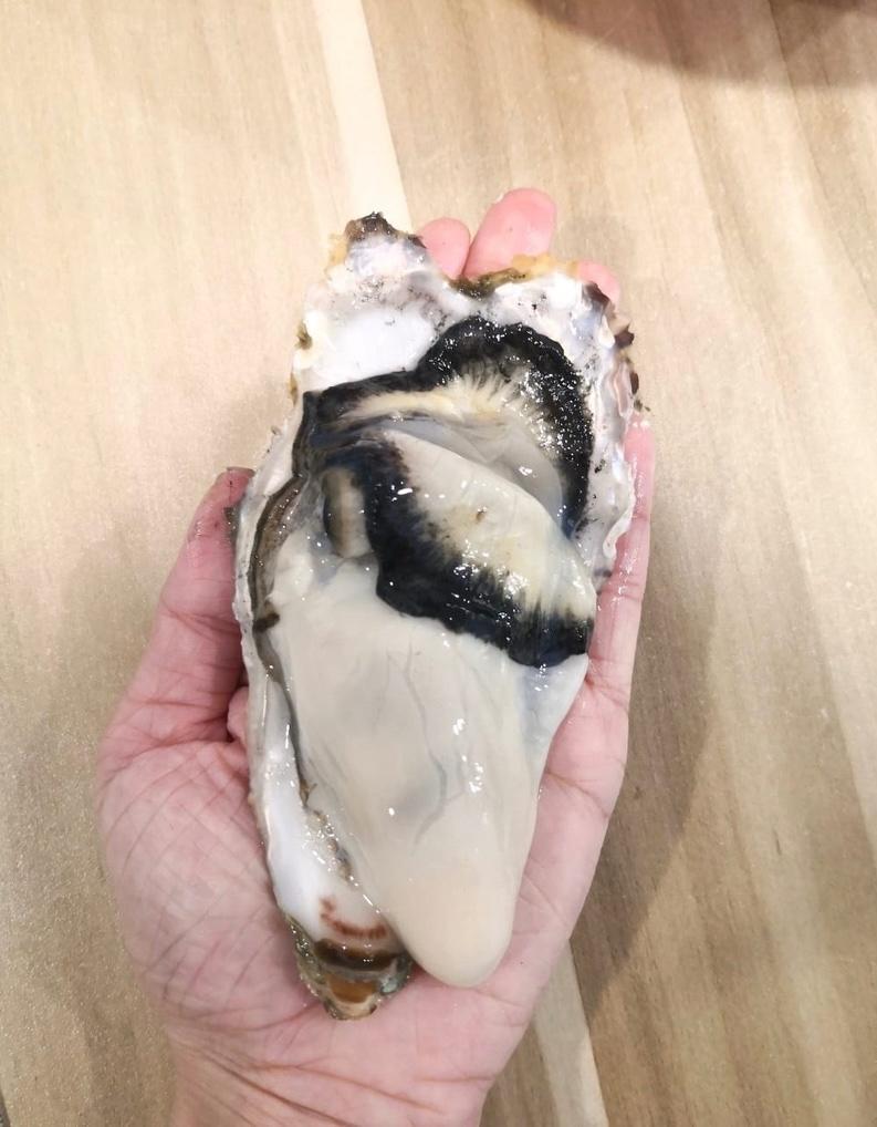 AAA Sashimi Oyster 刺身生蚝