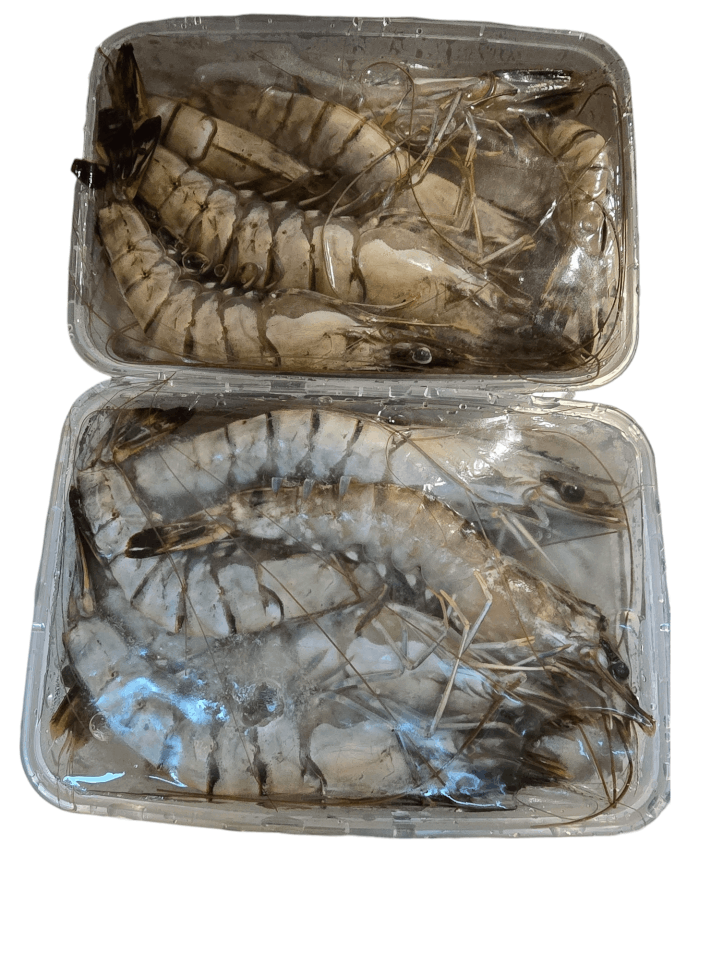 Frozen Tiger Prawns 1 Kg+-