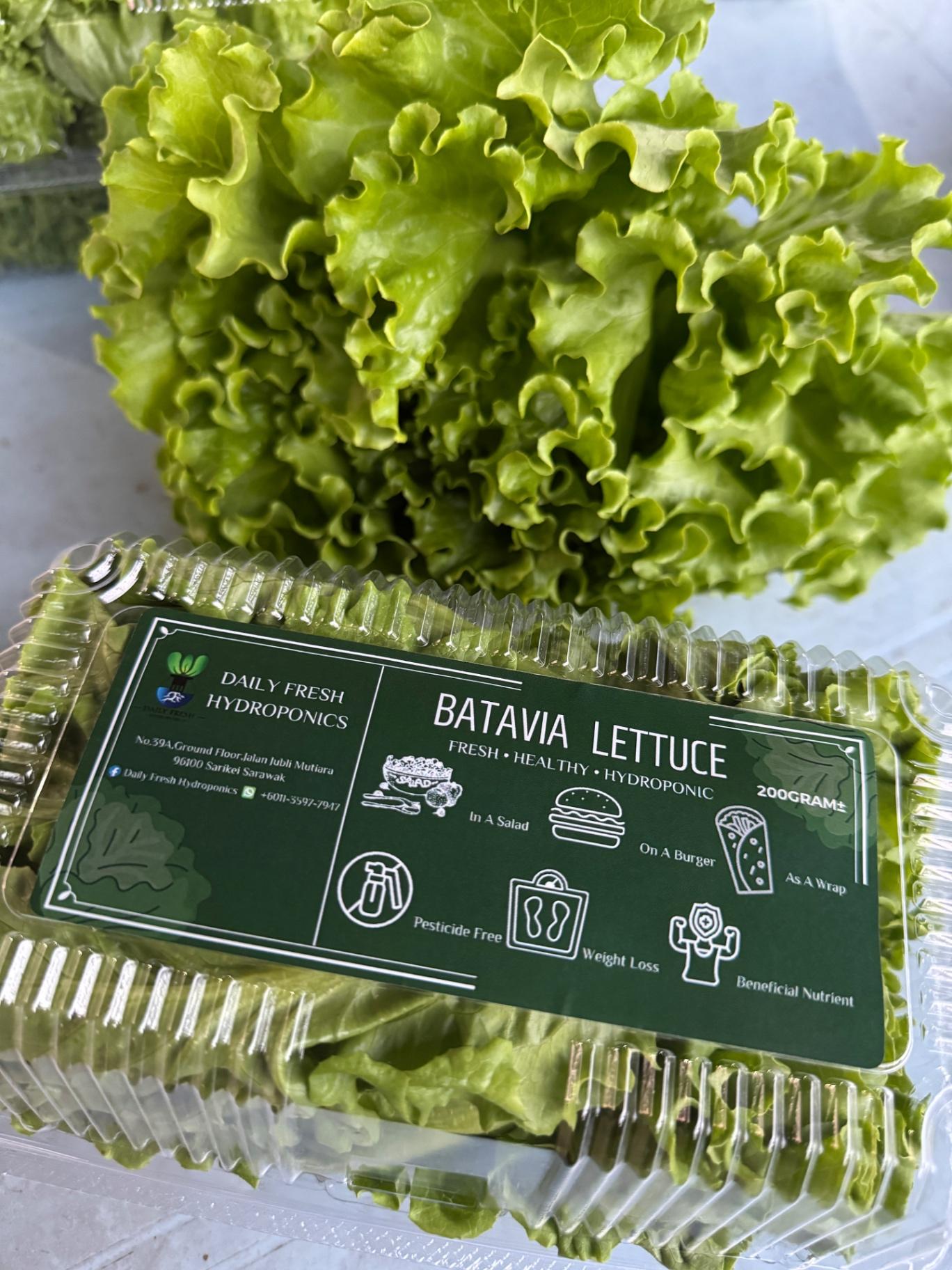 Batavia Lettuce 绿火焰萵苣