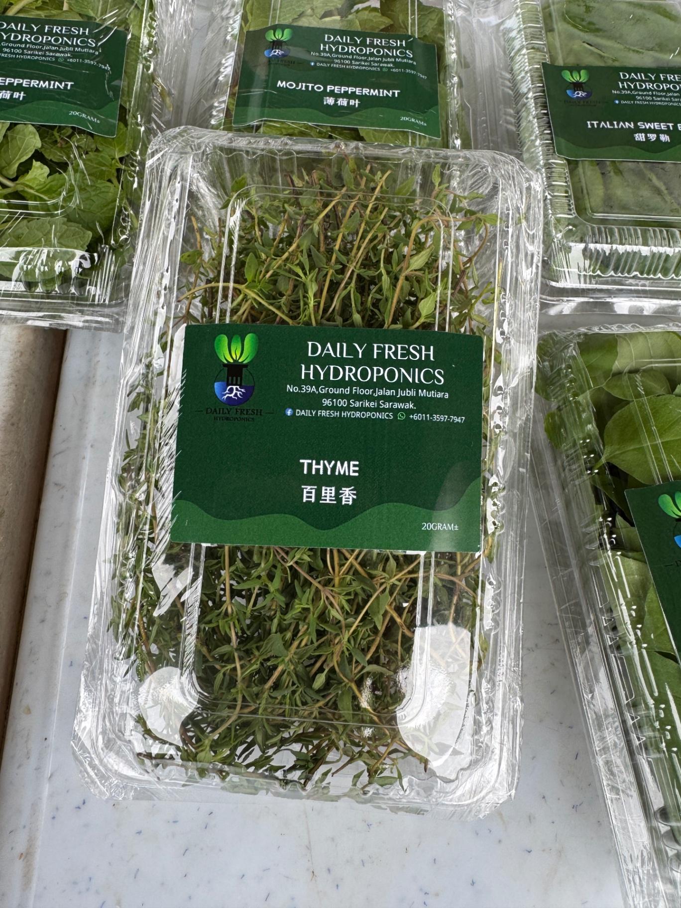 Thyme 百里香