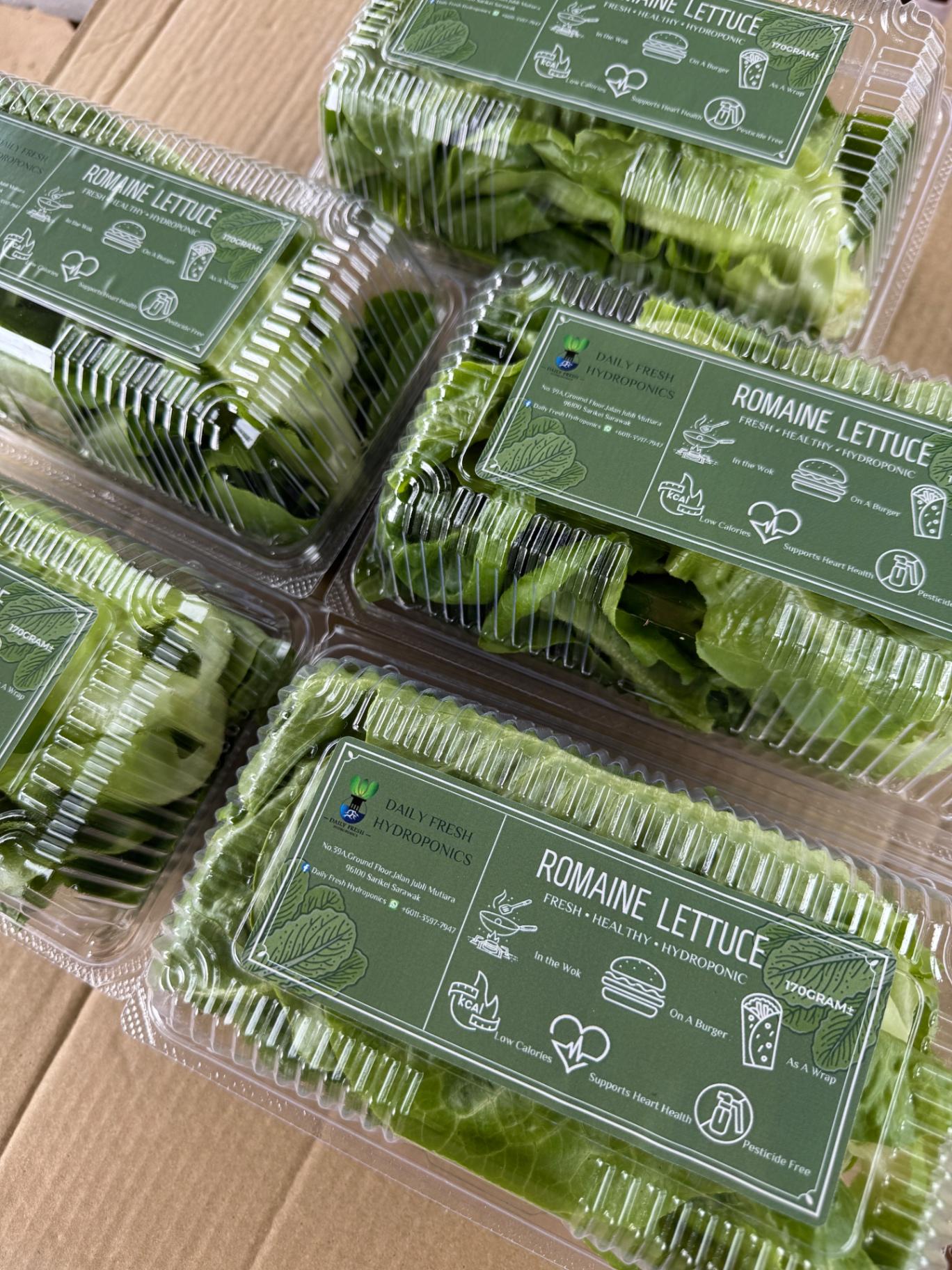 Romaine Lettuce 萝蔓生菜