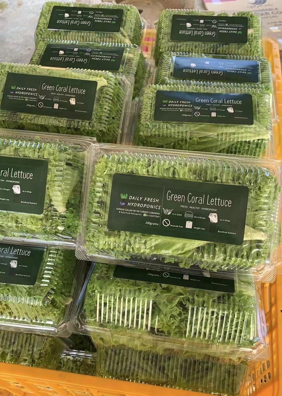 Green Coral Lettuce200g± 青珊瑚生菜