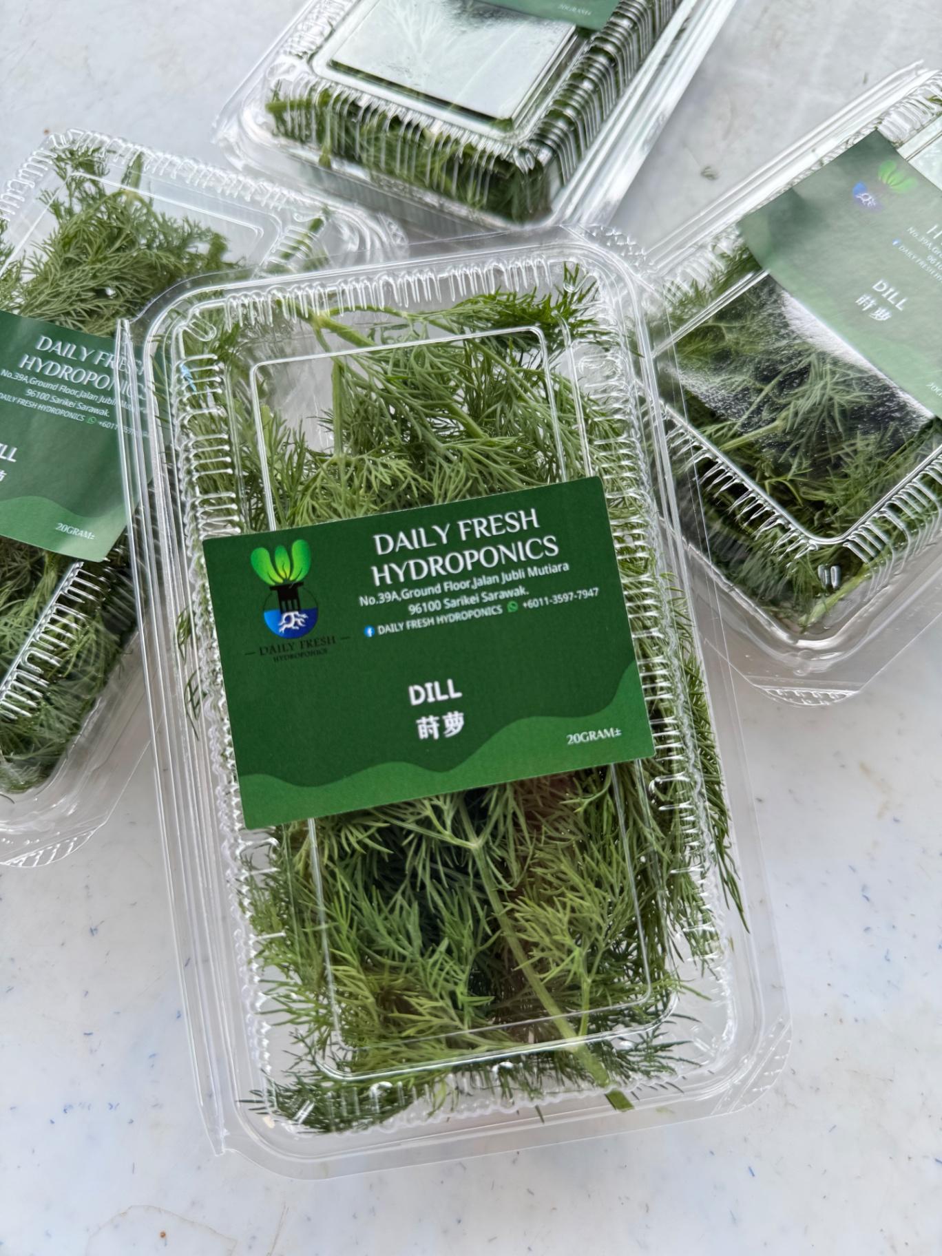 Dill 莳萝