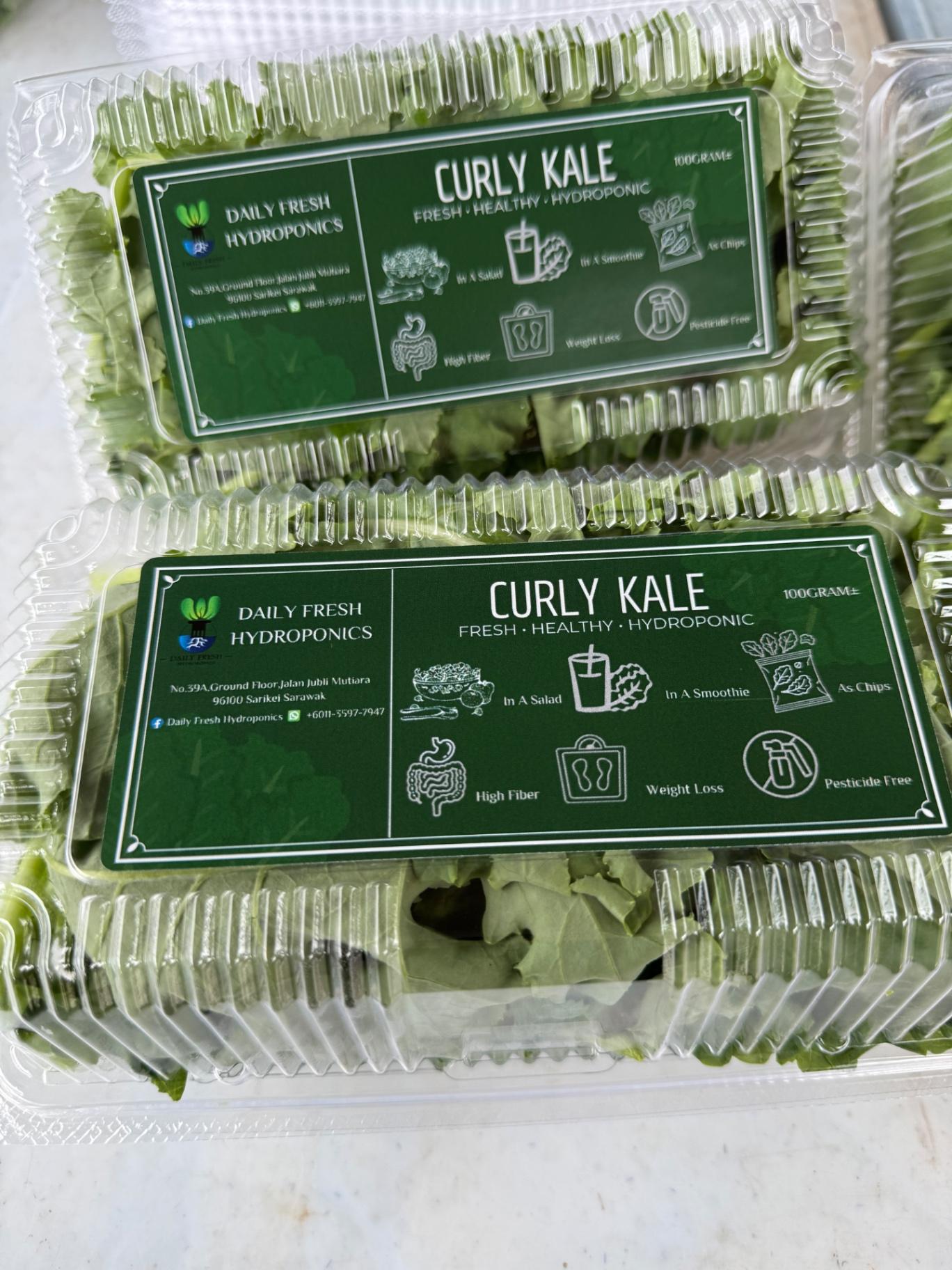 Curly Kale 羽衣甘蓝