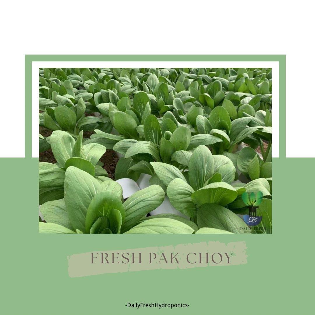 Pak Choy 小白菜