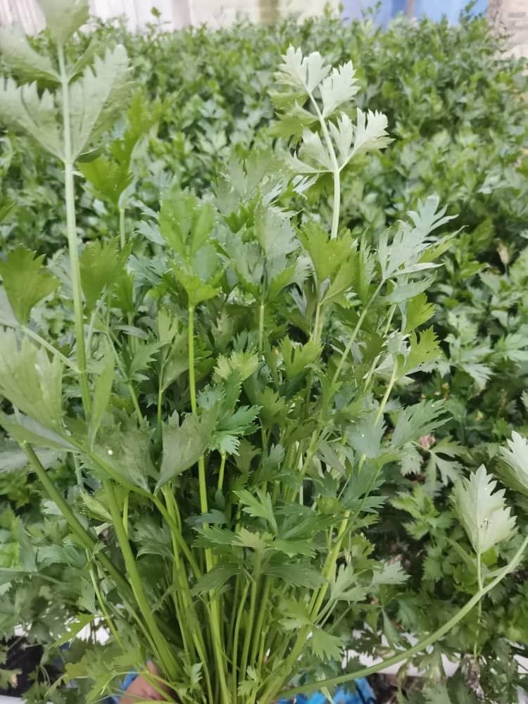 Chinese Leaf Celery(Daun Sup)香芹菜