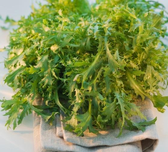 Frisée Lettuce