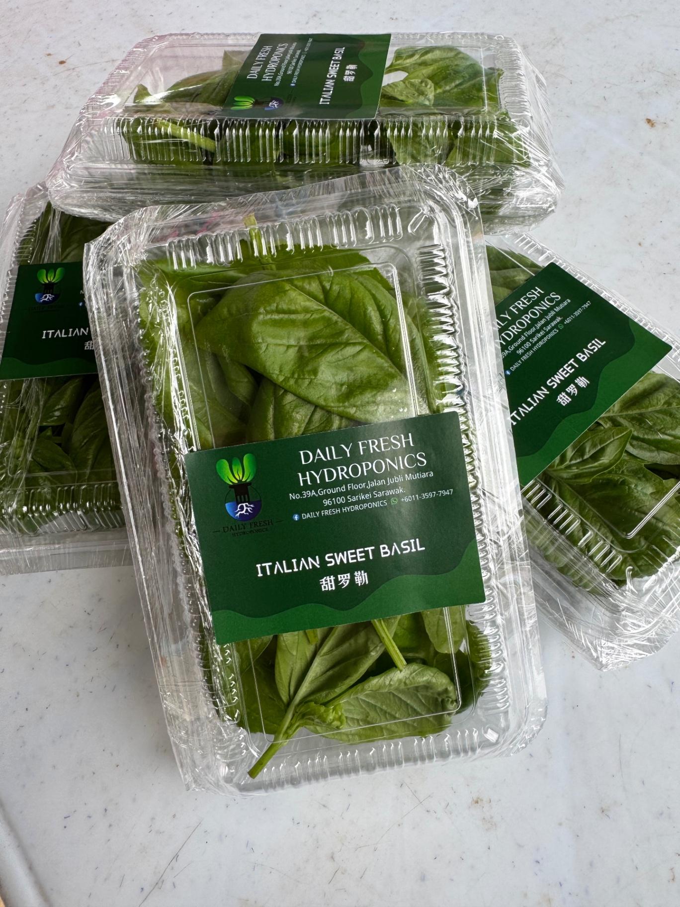 Italian Sweet Basil Leaf 意大利甜罗勒