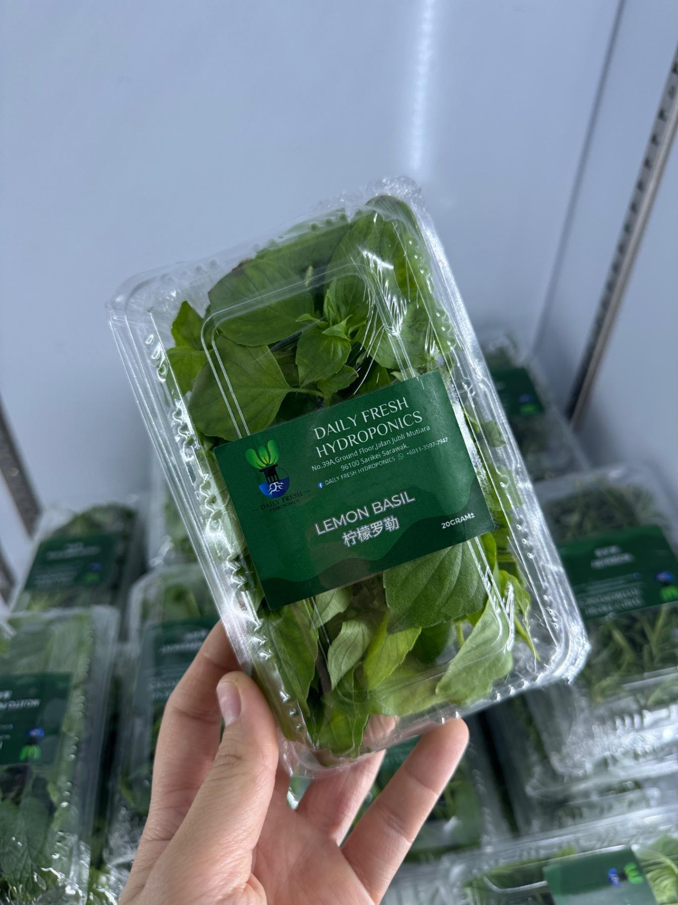 Lemon Basil 柠檬罗勒