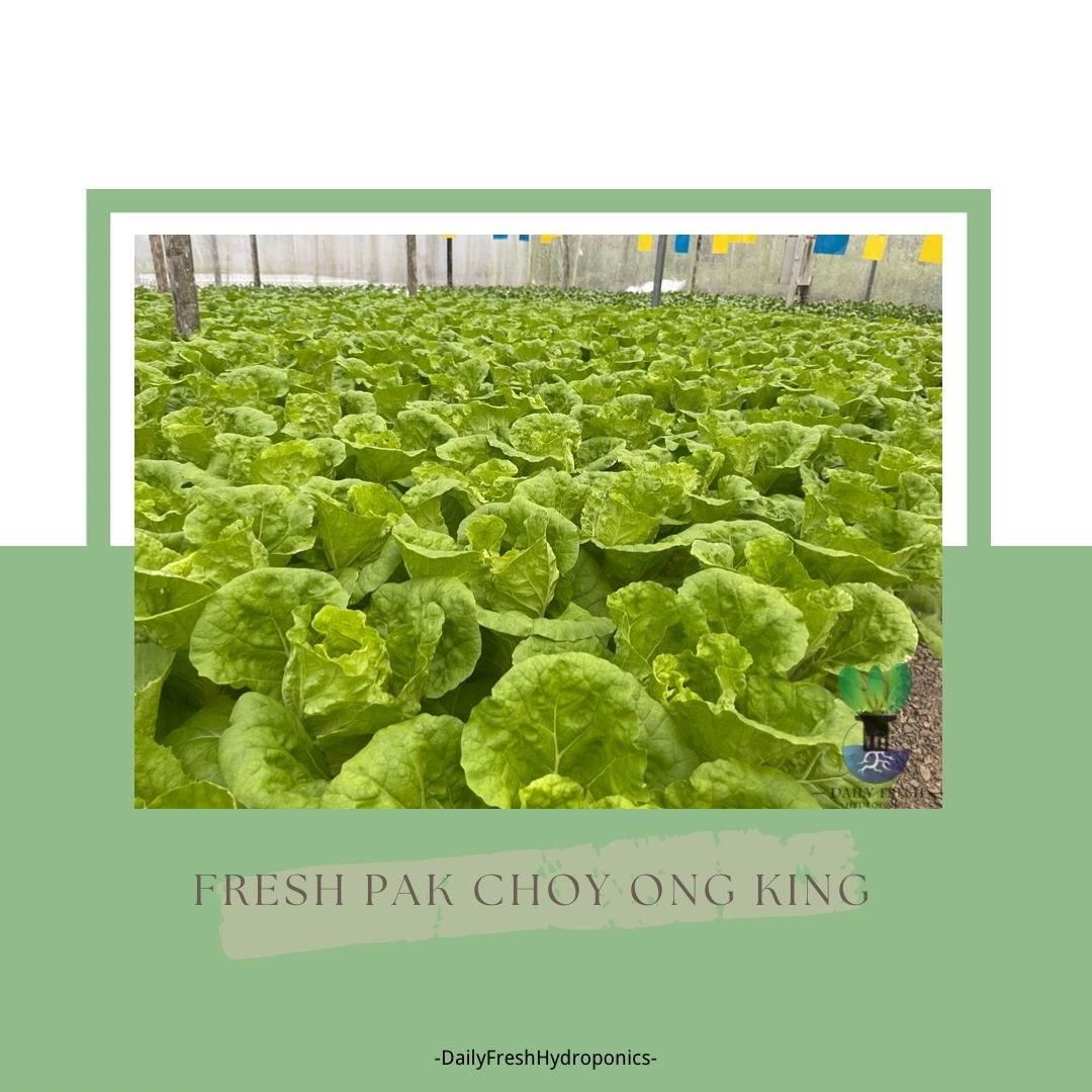 Pak Choy Ong King 皇京白菜