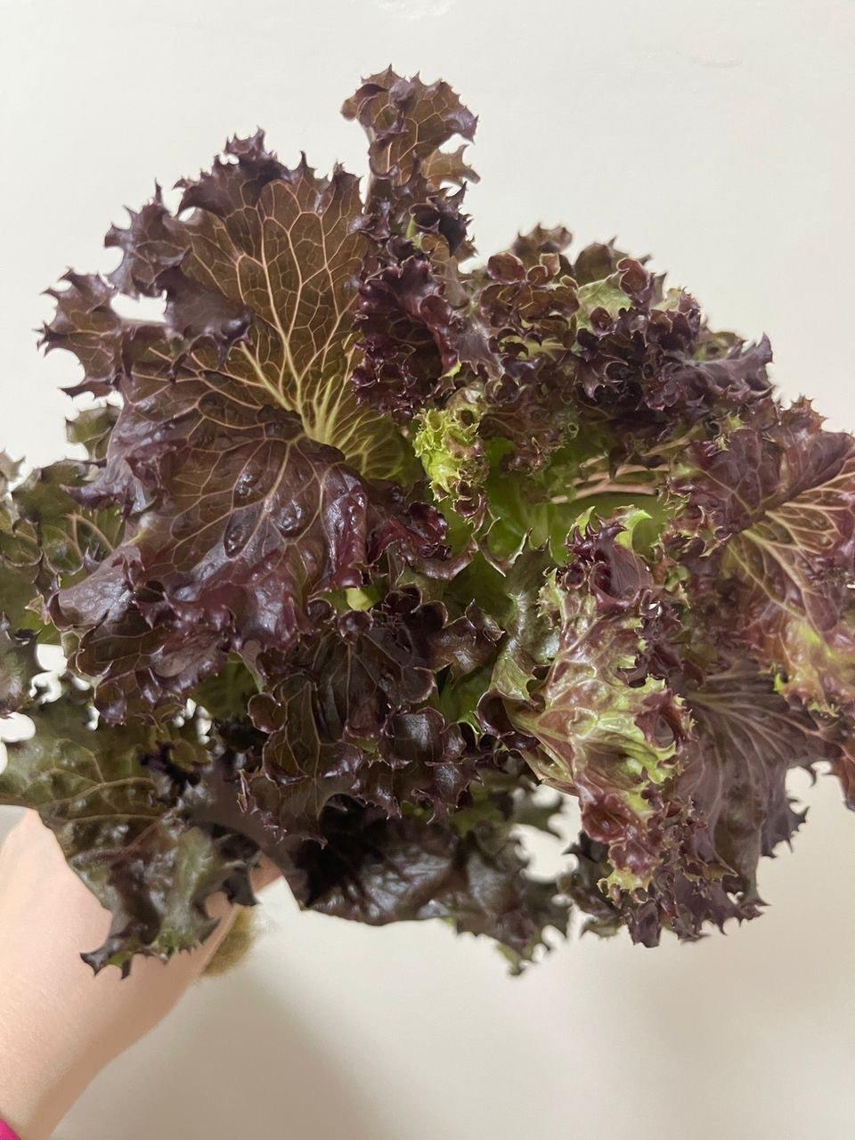 Red Coral Lettuce 红珊瑚生菜