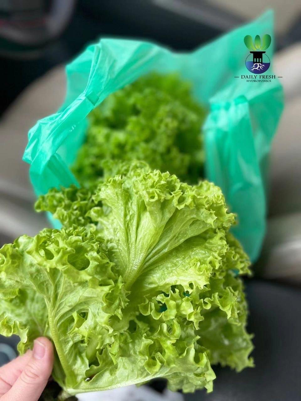 Green Coral Lettuce 青珊瑚生菜