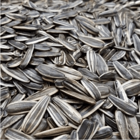 Kuaci Bunga Sunflower Seeds Original 200 / 500gm