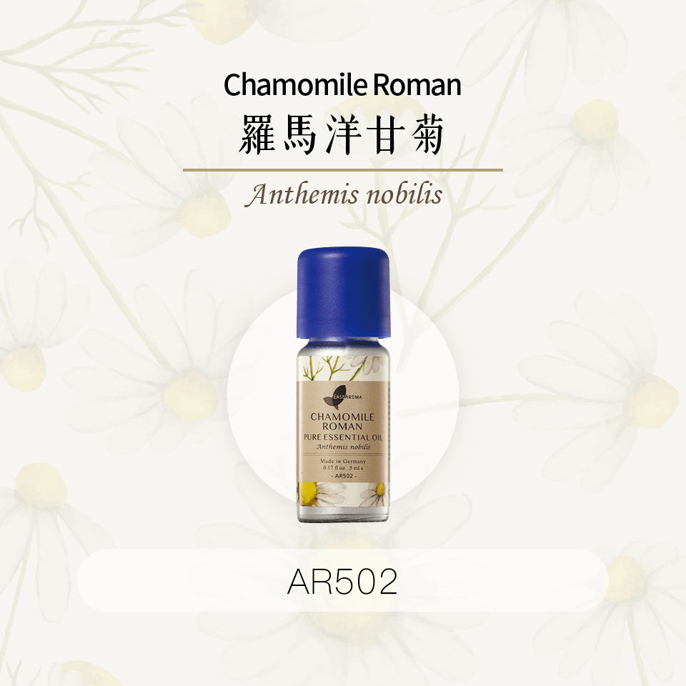 Chamomile Roman Pure Essential Oil 罗马洋甘菊纯精油 (5ml)