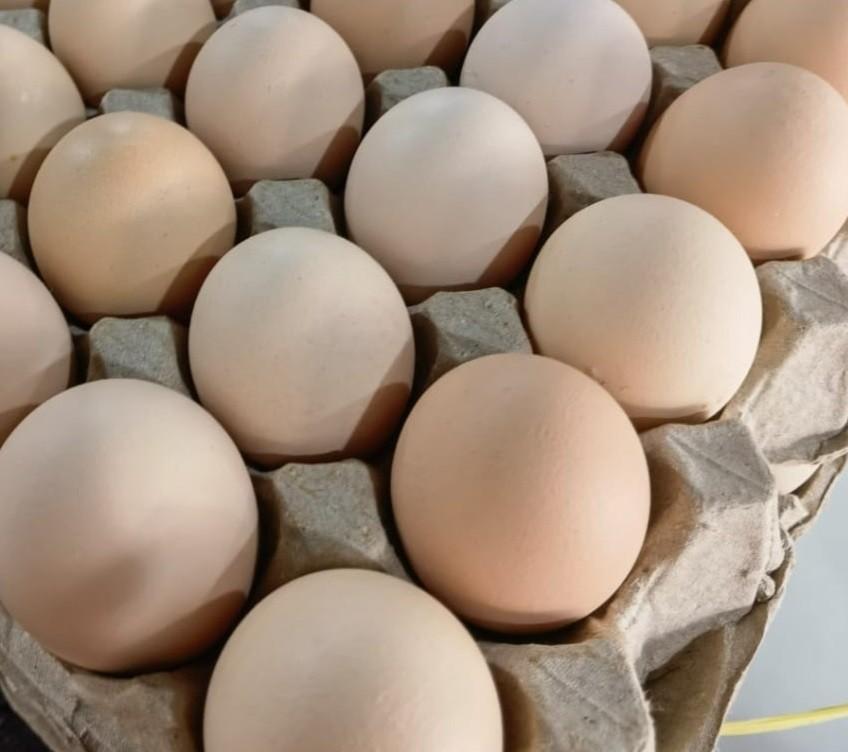 Colar egg/Kampung Telur/珊瑚鸡蛋-无菌蛋 30pcs