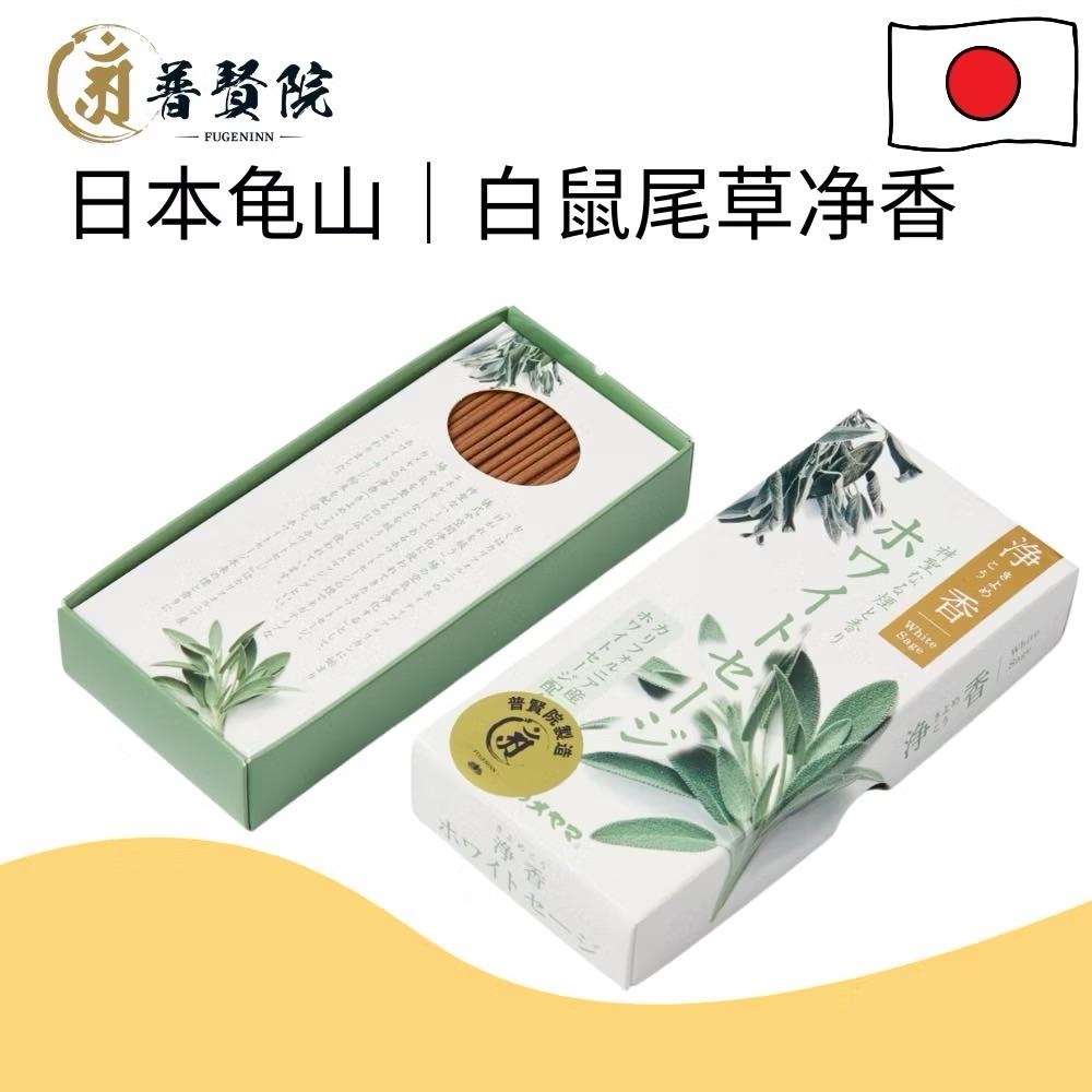 Kiyomeko White Sage 净香白鼠尾草 Copy
