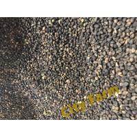 1KG Water Spinach Seeds Kangkung Biji Benih 空心菜 High Quality City Farm