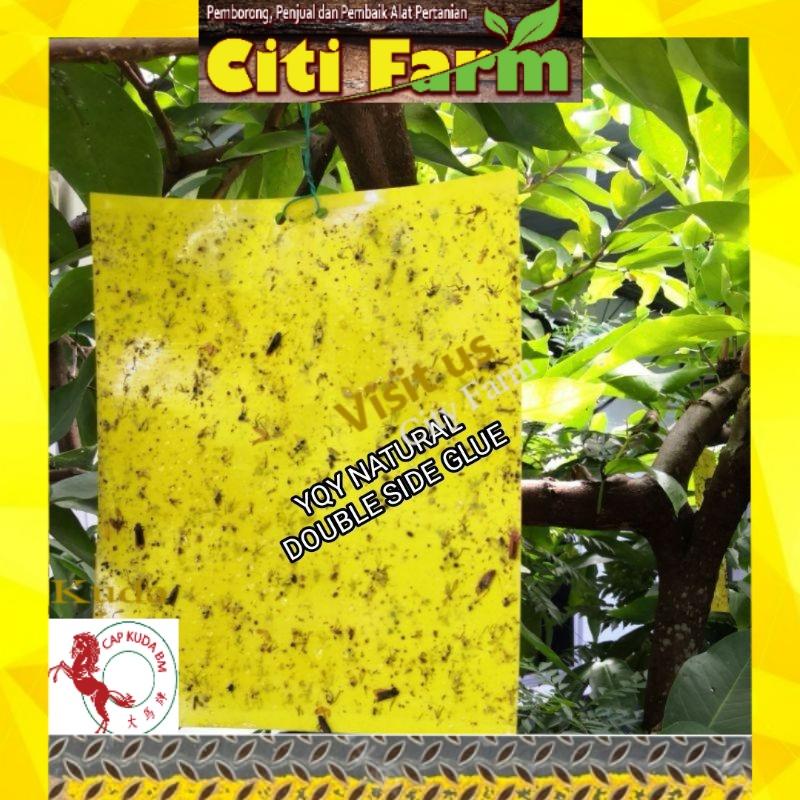FRUIT FLY DOUBLE SIDED STICKY BOARD (with glue ready to use) GARDENING TOOL 20 x 25 cm & 10cm x 20cm 果蝇双面粘虫板 Agriculture
